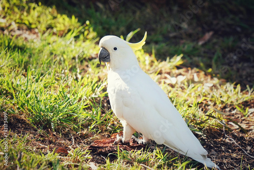 white cockatoo parrot