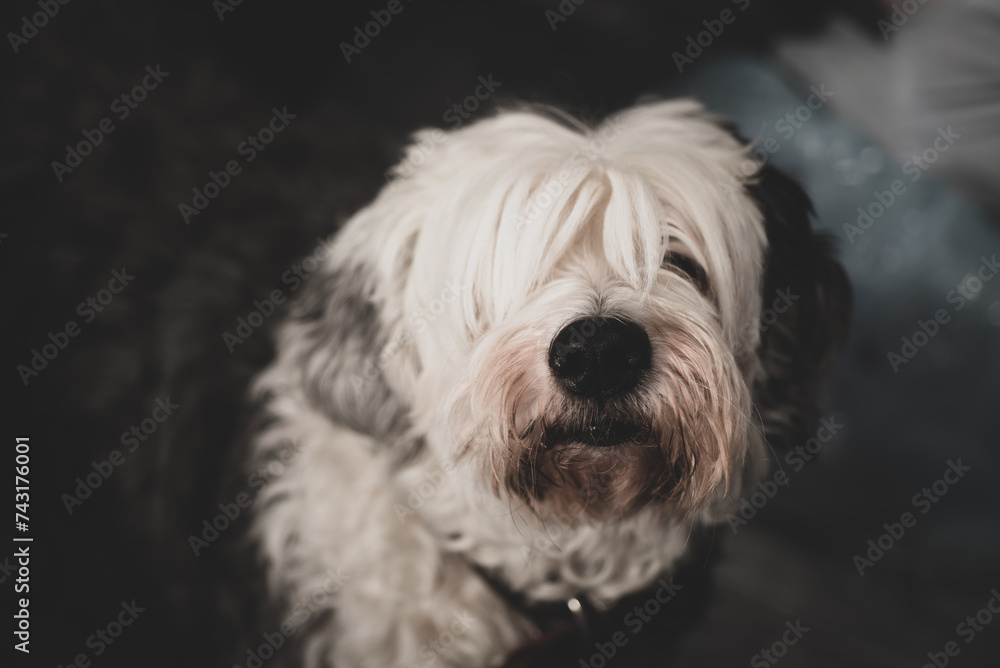 Bobtail (Old English Sheepdog) close up
