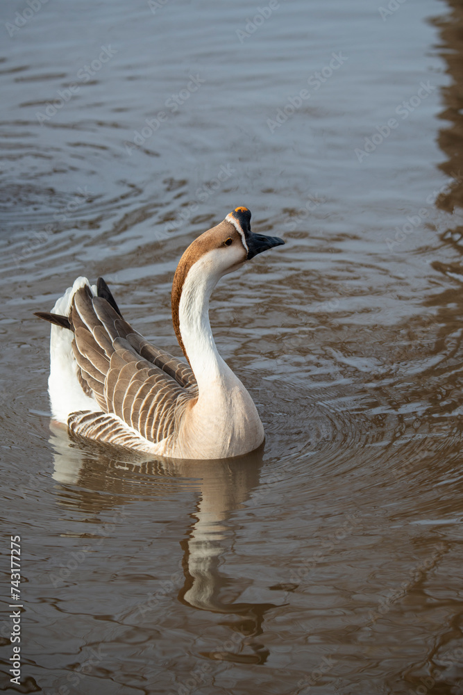 A Chinese Goose swimming in Sikes Lake in Texas A Chinese Goose swimming in Sikes Lake in Texas