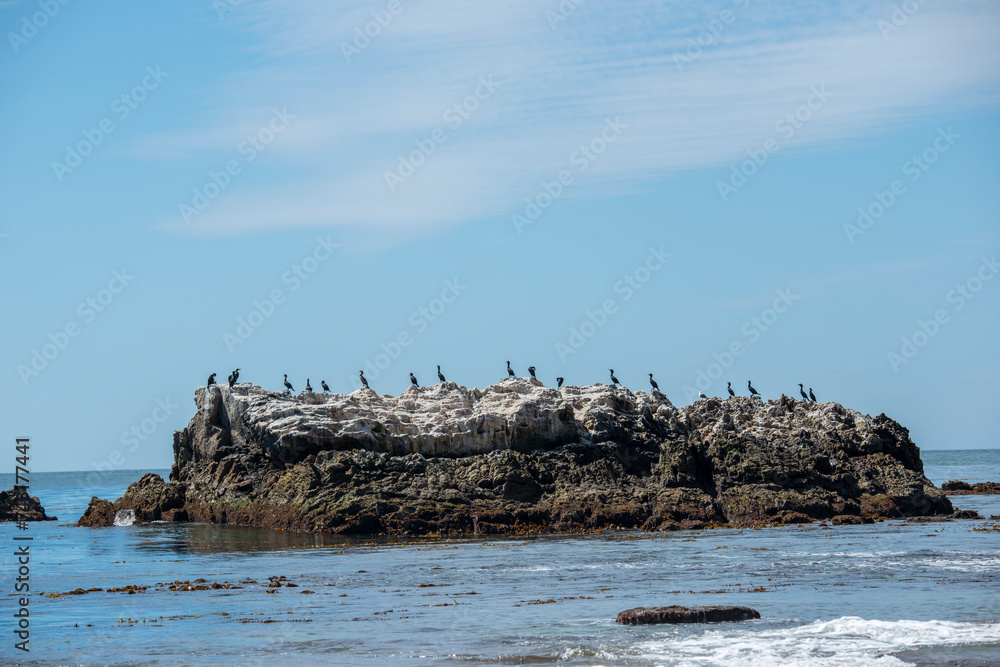 A flock of Double-crested Cormorants rest and relax on Bird Rock.in the Pacific Ocean in California