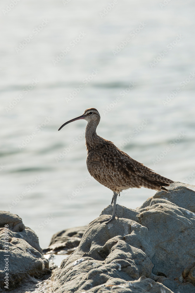 A Whimbrel standing on a rock on the Pacific Ocean in California A Whimbrel standing on a rock on the Pacific Ocean in California