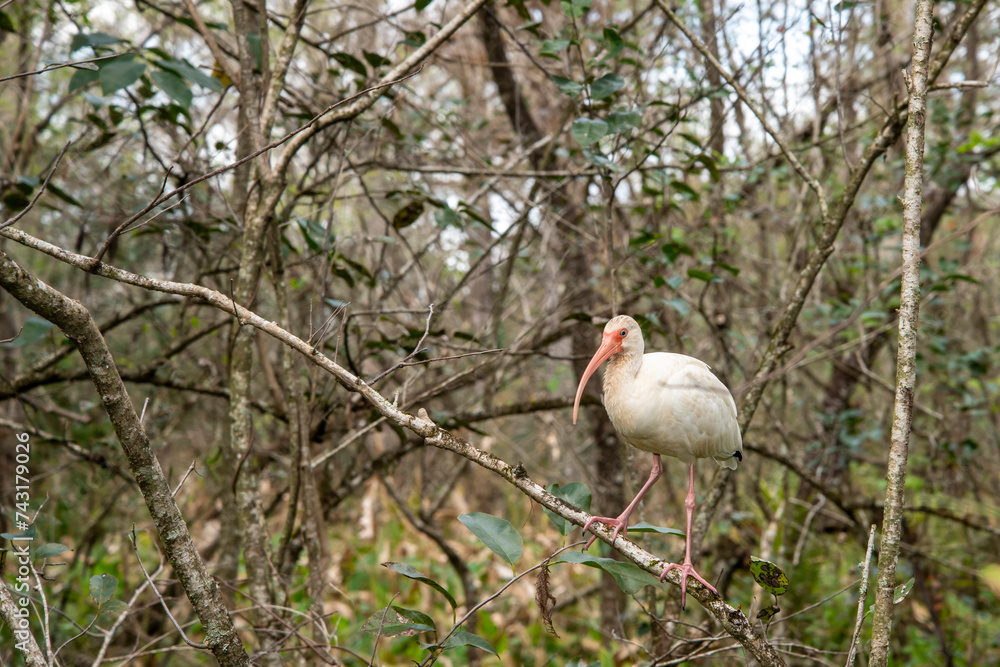 Fototapeta premium Adult White Ibis perched on tree branch in the Florida Everglades