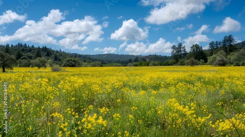 Seemingly endless field of yellow mustard plants in bloom.