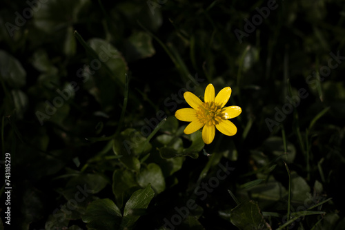 Isolated Yellow Flower Blossom