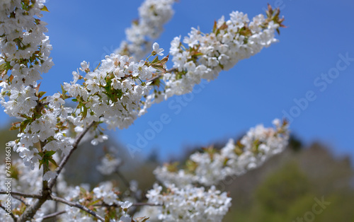 Macro shot of white cherry flowers isolated on blur sky background.