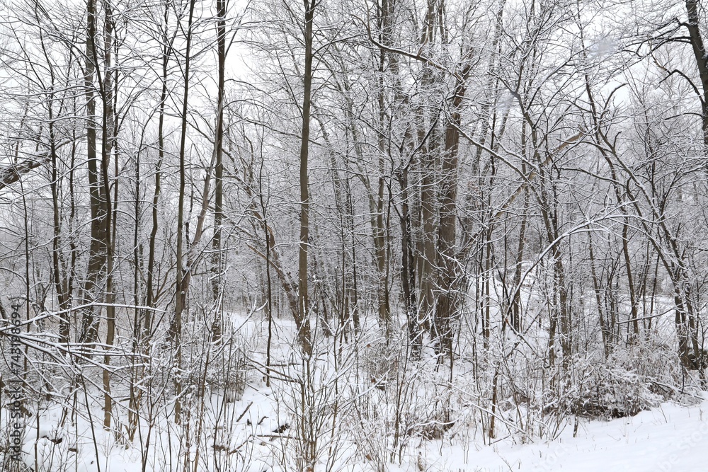 Trees lined in winters cold weather Trees lined in winters cold weather