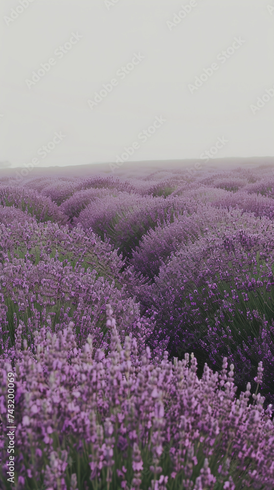 A field of purple lavender in bloom Calmness atmospheric photo footage for TikTok, Instagram, Reels, Shorts