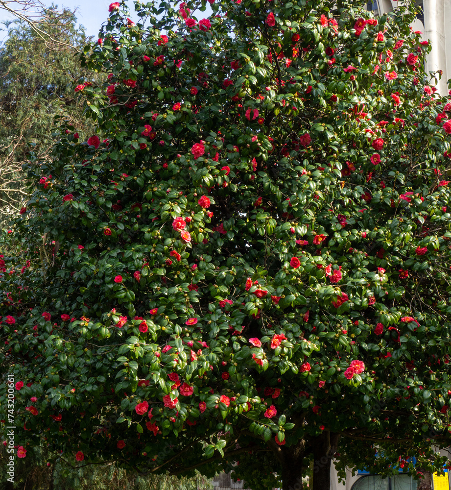 Falling camellia bush. Camellia tree. Blooming season. Winter in the south. Pink flowers on a tree.