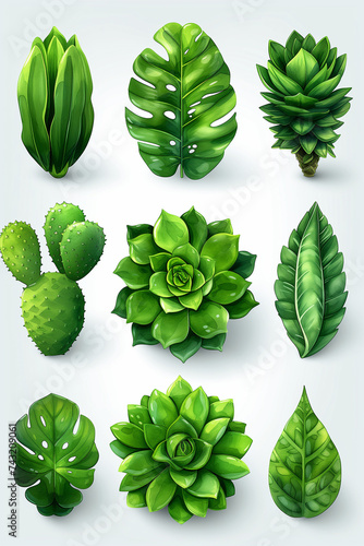 feuilles d'arbre et succulentes, dessin pour conception graphique, couleur vert