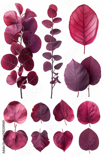 feuilles d'arbre, dessin réaliste pour conception graphique, couleur mauve, rose, violet, prune
