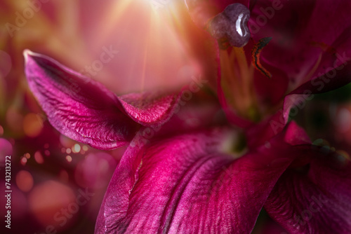 Pink lily flower photo