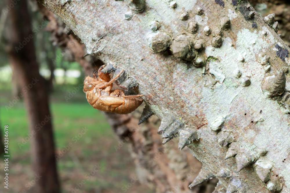 Frail Insect The exoskeleton of a dead bug on the Anigic Tree also known as the ...