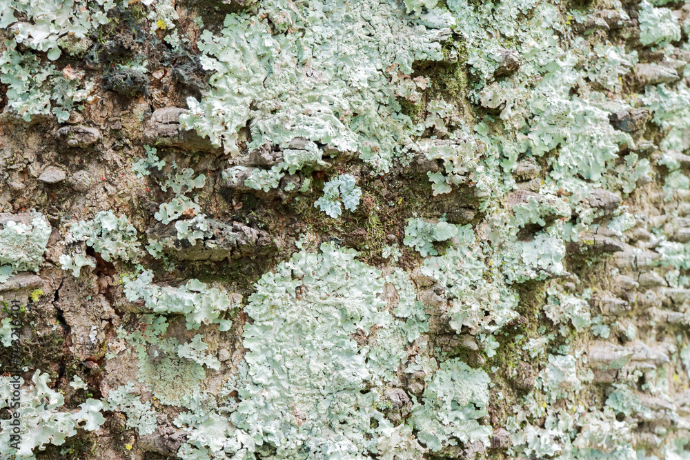 Close up of The usual bark of the Anigic Tree also known as the Floss silk that are found throughout the Savannas or Cerrados of Brazil Close up of The usual bark of the Anigic Tree also known as the Floss silk that are found throughout the Savannas or Cerrados of Brazil