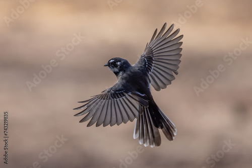 Australian Grey Fantail in flight photo