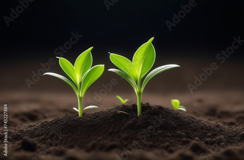 Illustration of plant growth stages from seed to mature plant, symbolizing development, success, and natural progression in a life cycle concept photo