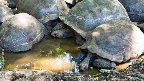 Giant tortoise Aldabra Zanzibar Prison Island Changuu - a few huge turtles in the pond water photo