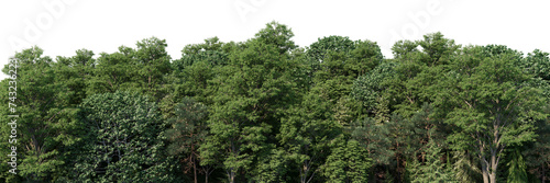 Detailed 3D rendering of a coniferous forest panorama. Suitable for various digital projects, including backgrounds, animations, and virtual environments. Offers realistic textures and lighting effect