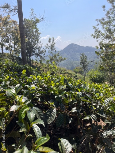 trees on the hill