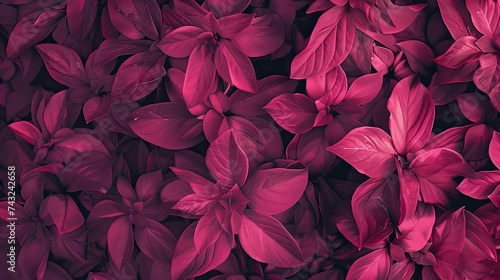 a fuschia solid background