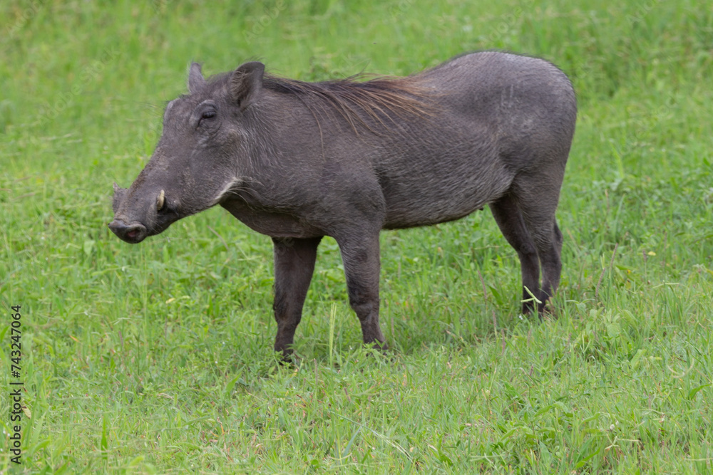 Female warthog standing in grass in Tarangire National Park Tanzania Africa Female warthog standing in grass in Tarangire National Park Tanzania Africa
