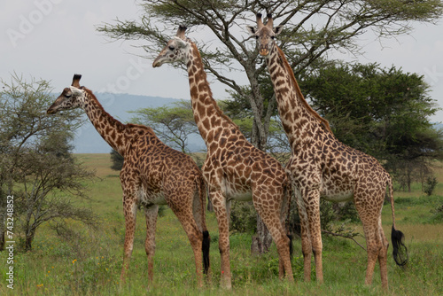 Three giraffe lined up in a row in Serengeti National Park Tanzania Africa