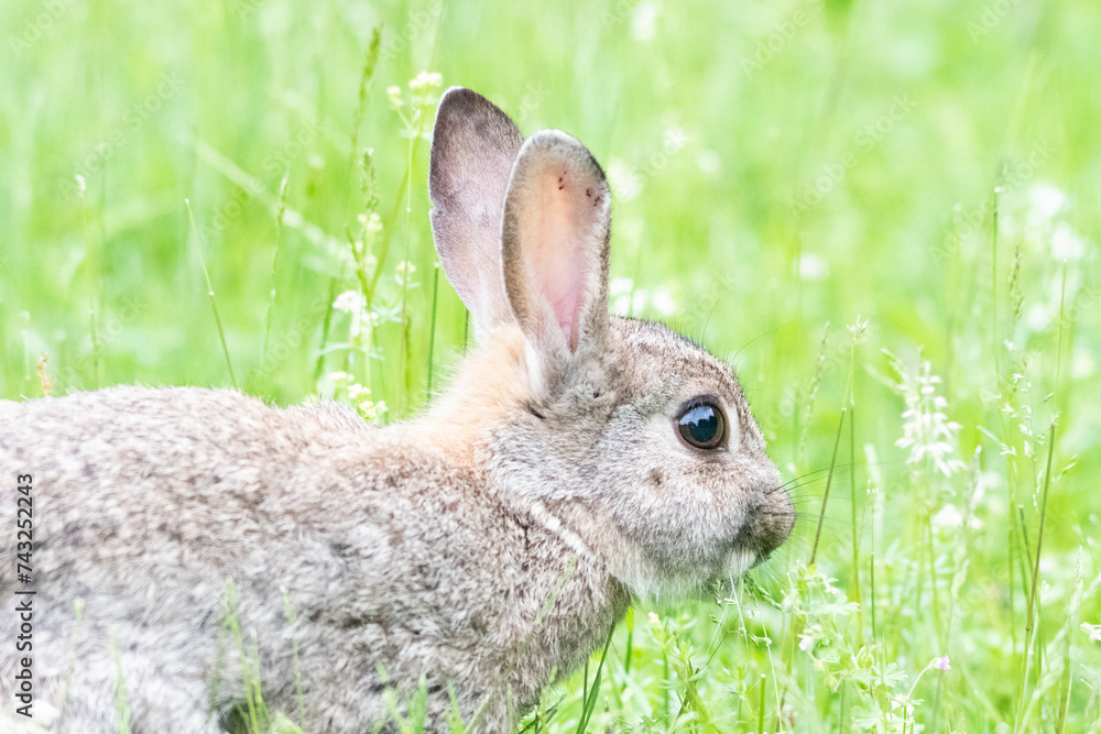 Fototapeta premium rabbit in the grass