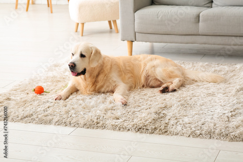 Fototapeta Naklejka Na Ścianę i Meble -  Cute Labrador dog with toy lying on fluffy carpet at home