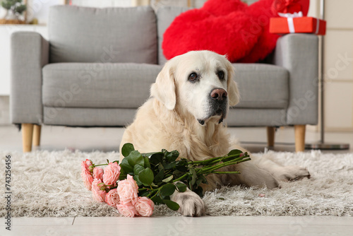 Golden retriever dog with p...