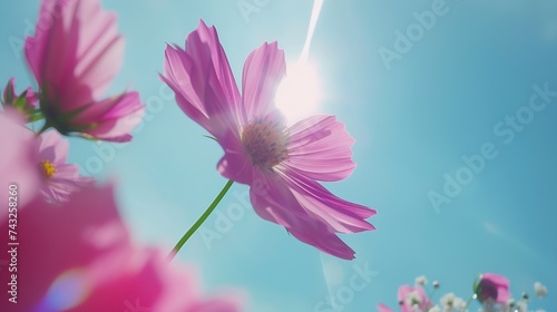 Beautiful Cosmo Flower on blue sky   Generative AI