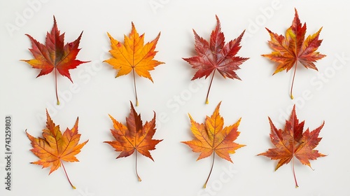 A set for creativity of ten natural maple leaves of the autumn period in yellow orange red burgundy green colors on a white background   Generative AI