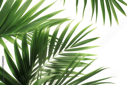 green palm leaves isolated on white background
