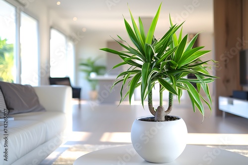 potted dracaena plant in a modern interior
