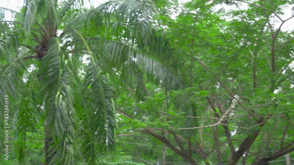 Thailand Phuket island lagoon area. nature and houses