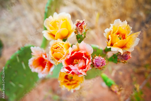 Tableau sur toile Colorful Cactus Blooms