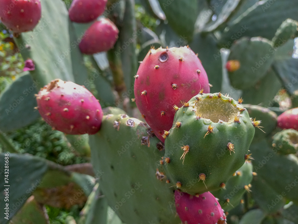 Close up of ripe prickly pear fruit Close up of ripe prickly pear fruit