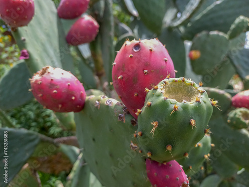 Close up of ripe prickly pear fruit