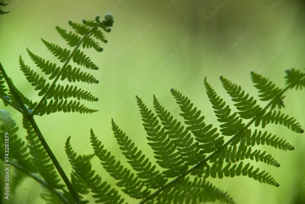 fern leaf in the forest Felce (Pteridium aquilinum) Monte Limbara, Sardegna, Italia.