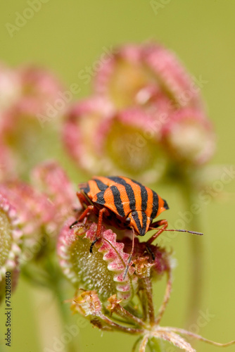 Italian Striped-Bug, Minstrel Bug (Graphosoma lineatum, Graphosoma italicum), on inflorescence, Sardinia, Italy.