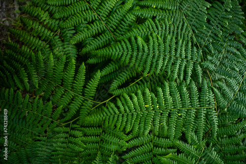 Green Leaves of Ferns Cover Image