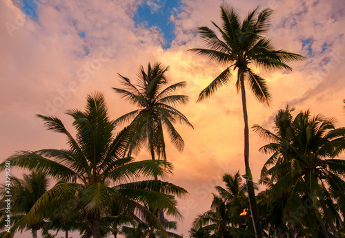 Fiji tall coconut palms with golden afternoon clouds and blue sky wider