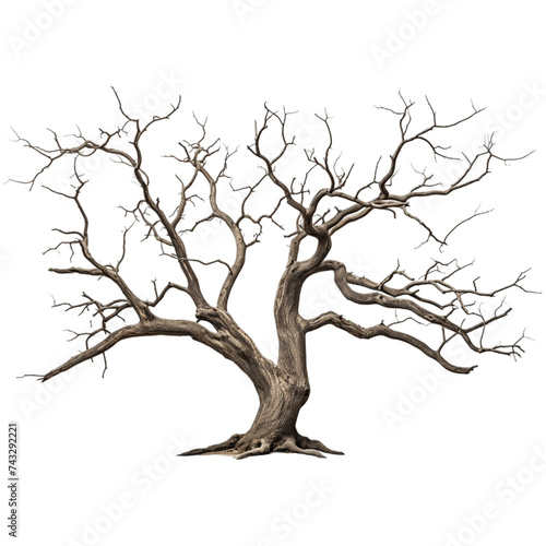 Dead tree isolated on transparent background