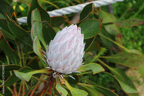 Protea cynaroides (King Protea) , South Africa photo