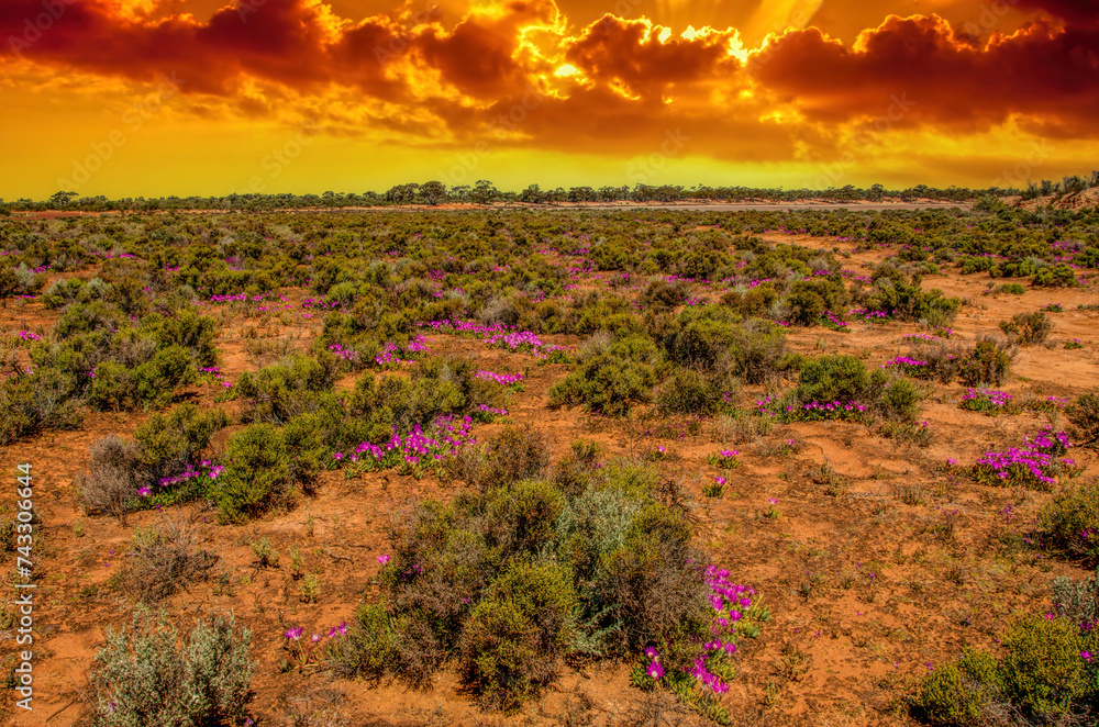 Red Desert - Western Australia just Out of Kalgoorlie