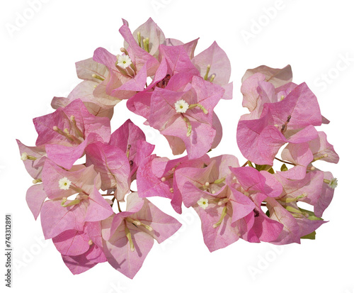 Blooming pink Bougainvillea flower on transparent background. photo