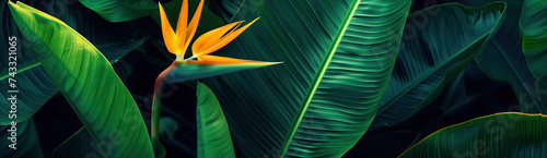 Tropical background of palm leaves and strelitzia flower