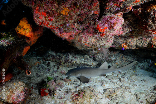 nurse shark on the reef 