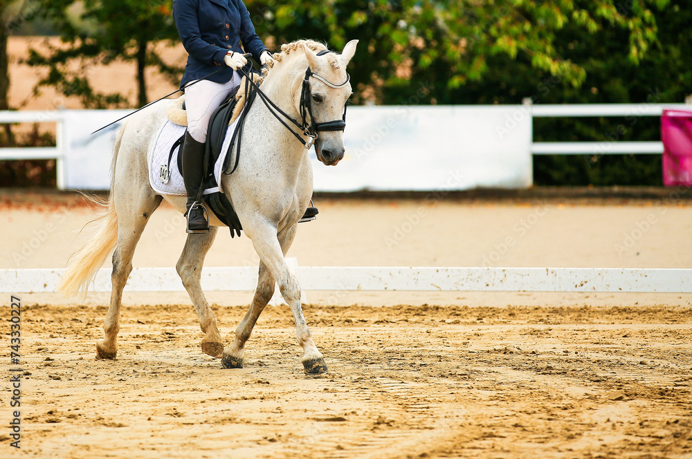 Dressage horse; horse in tournament close-up. Dressage horse; horse in tournament close-up.