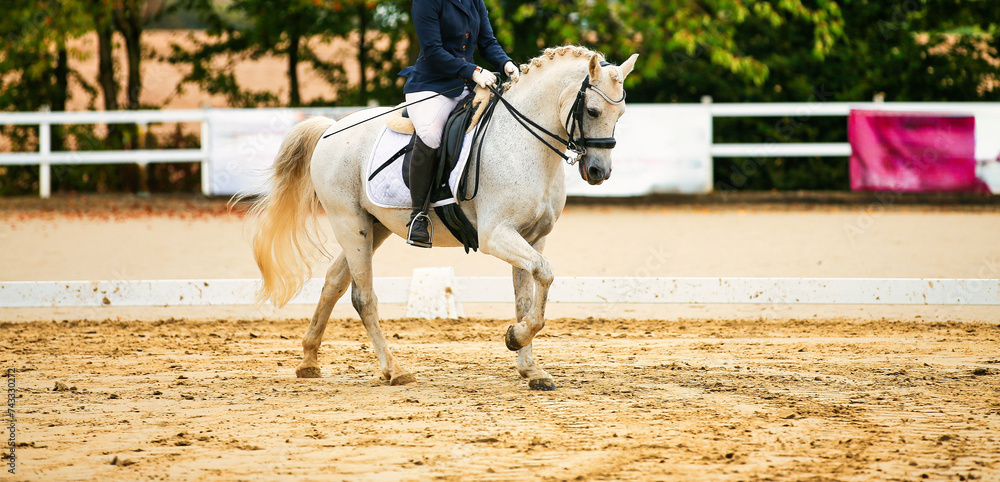 Dressage horse; horse in tournament close-up. Dressage horse; horse in tournament close-up.