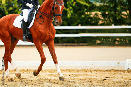 Dressage horse; horse in tournament close-up.