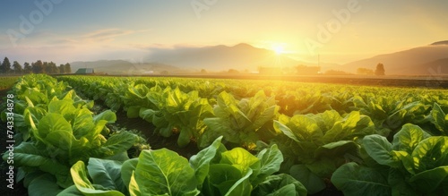 view of a lettuce field at sunrise over a large area where lettuce is grown